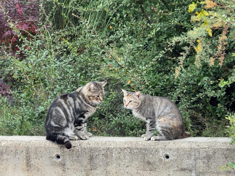 Entre maullidos y normas: así regula Cuenca sus colonias felinas