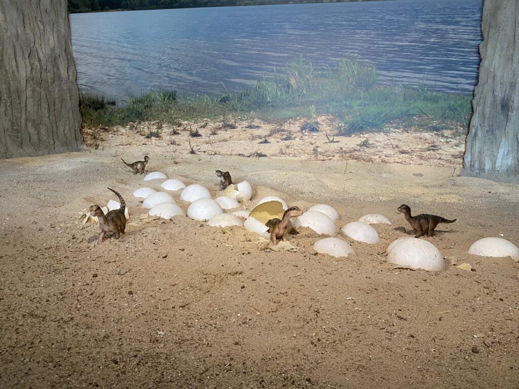 Mini dinosaurios saliendo de sus huevos en una exposición del Museo Paleontológico de Castilla-La Mancha.