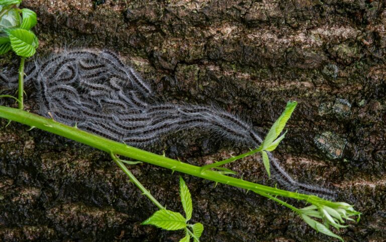 La oruga procesionaria vuelve a la Fuente del Oro y obliga a extremar la precaución