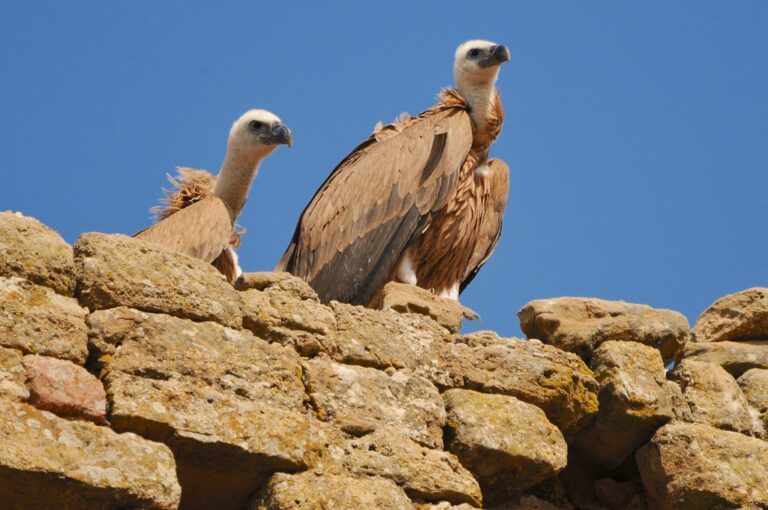 El buitre entra en caída libre: La conferencia de Antoni Margalida que defiende a los carroñeros