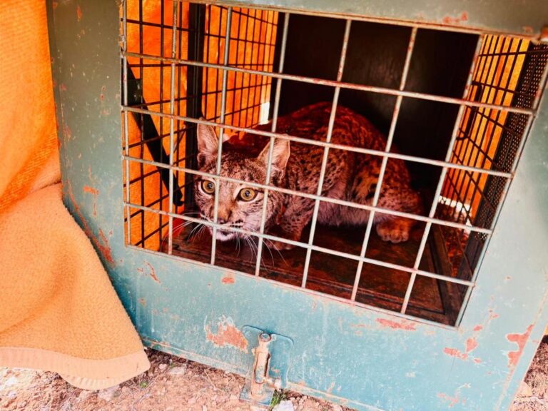 Wololo, Winona y Wasima: tres linces ibéricos liberados en Cuenca